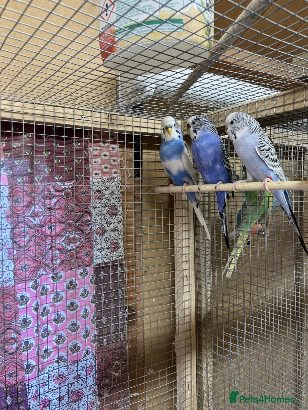 Budgerigars birds for sale: Colour and exhibition Budgies for sale - Advert 1