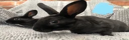 Rex rabbits for sale: Beautiful velvet mini Rex & Rex rabbits - Advert 12