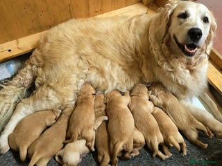 Golden Retriever dogs for sale: Dual purpose golden puppys - Advert 1