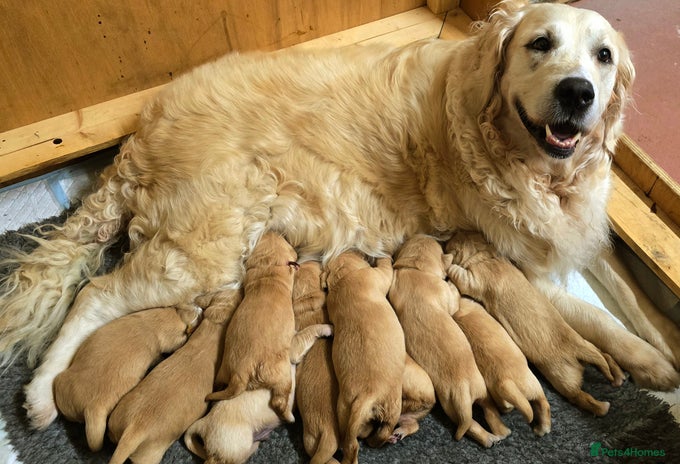 Golden Retriever dogs Dual purpose golden puppys - Advert 1