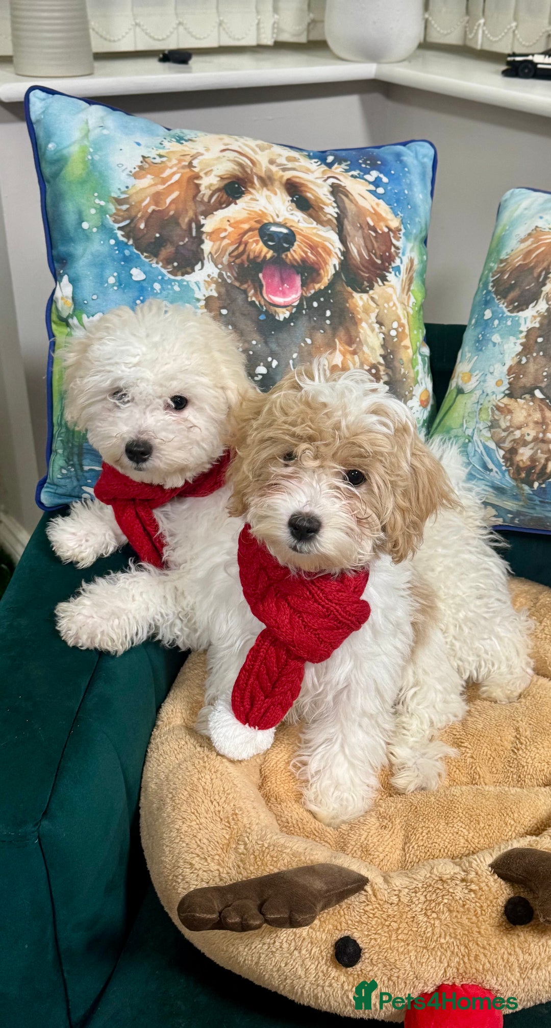 Maltipoo dogs for sale: 2 GORGEOUS FEMALE MALTIPOO PUPPIES - Advert 7