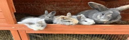 Mixed Breed rabbits for sale: Bunny family  - Advert 2