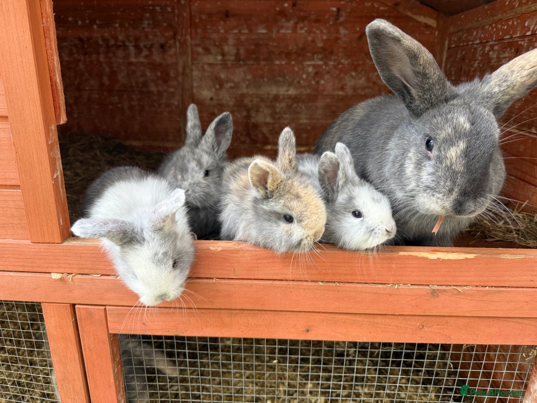 Mixed Breed rabbits for sale: Bunny family  - Advert 2