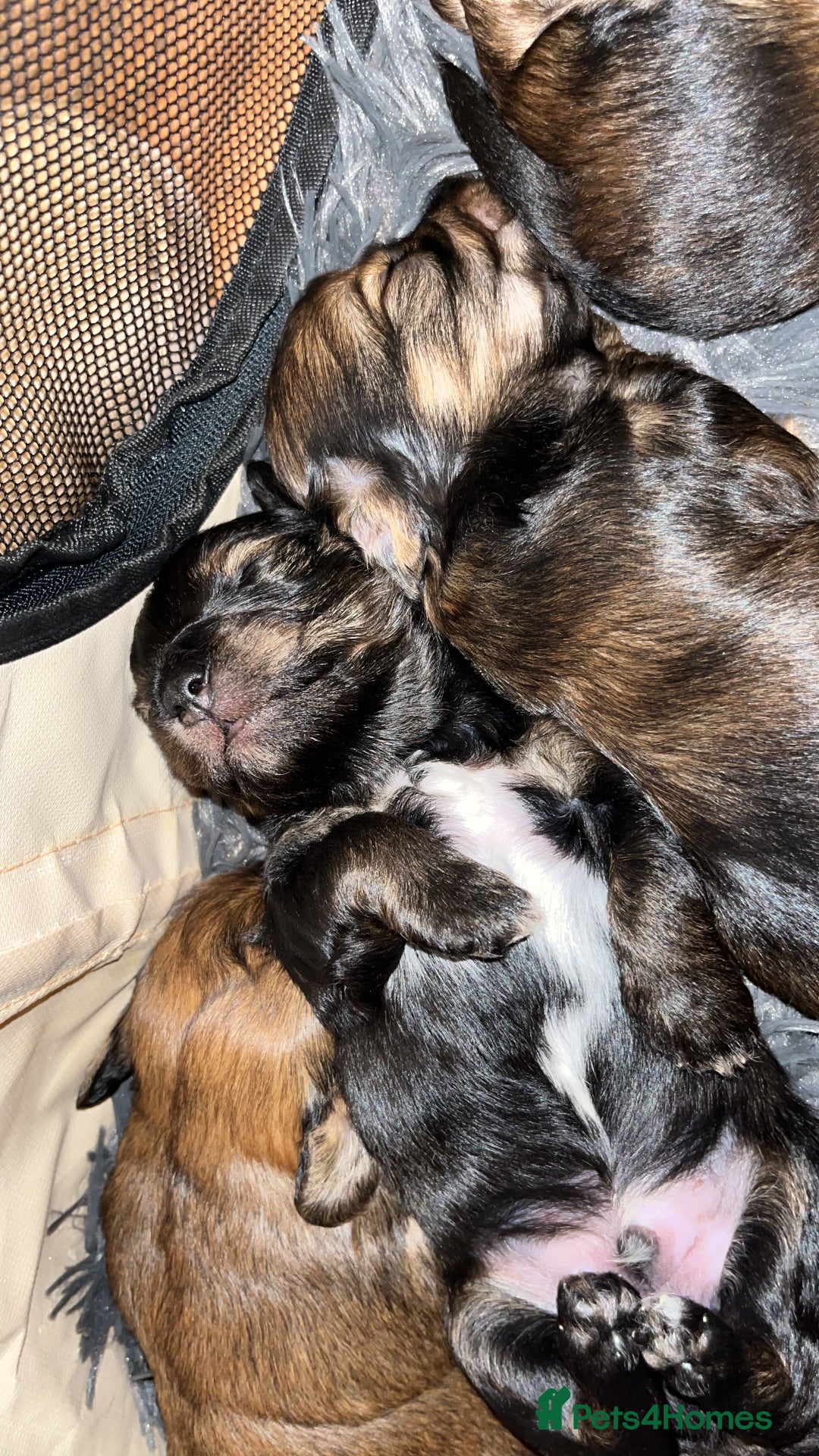 Mixed Breed dogs for sale: Beautiful Zuchon Doxies - Advert 14