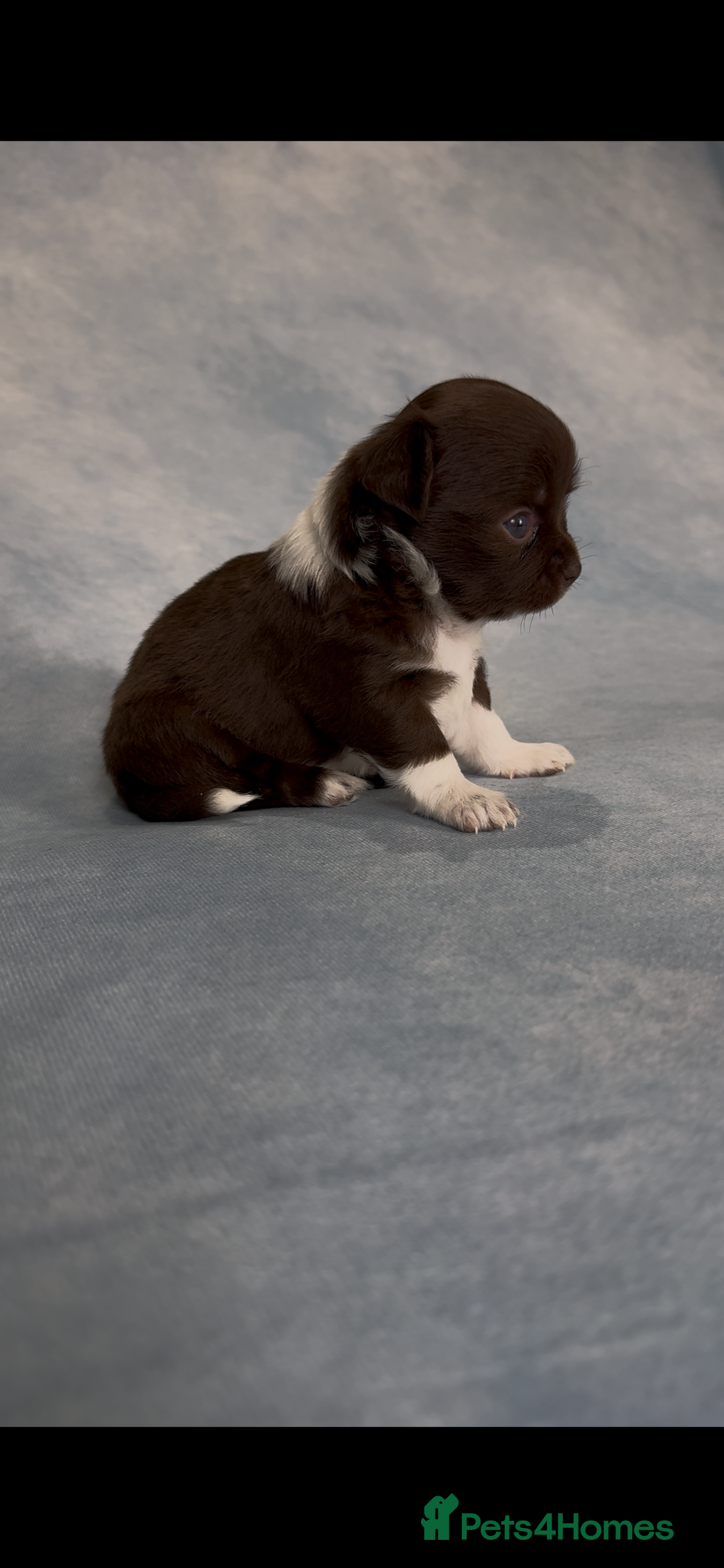 Chihuahua dogs for sale: Chihuahua puppies available on  ** s  - Advert 11