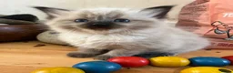 Ragdoll cats for sale: 2 beautiful ragdolls ready for their forever home - Advert 24