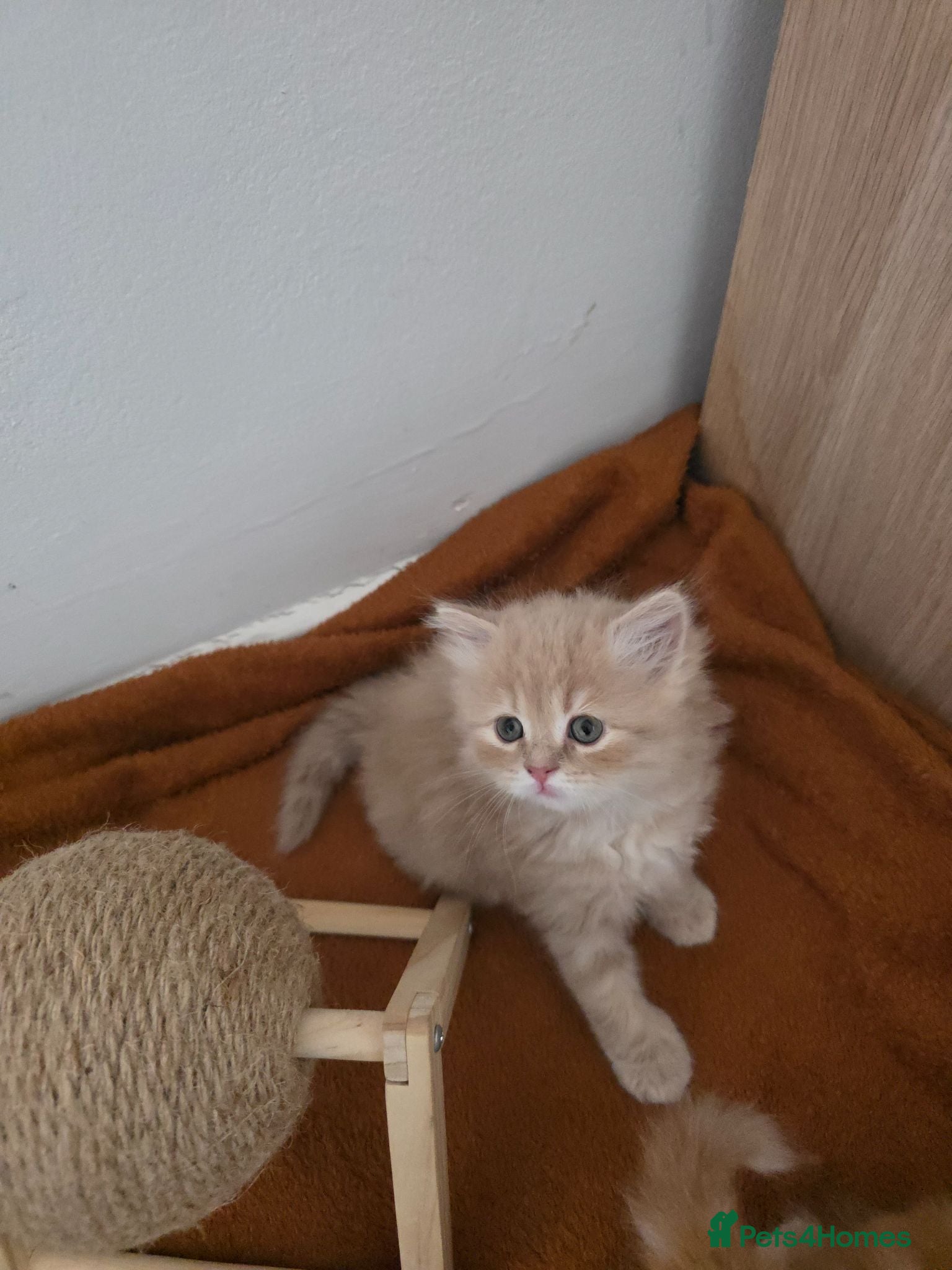 Persian cats Adorable Persian/Maine Coon breed kittens.  - Advert 1
