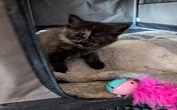 Maine Coon cats for sale: Stunning American Maine coons  - Image 2