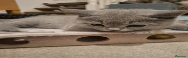 British Shorthair 3