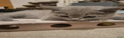 British Shorthair cats for sale: British Shorthair Kittens Looking for Loving Homes - Advert 12