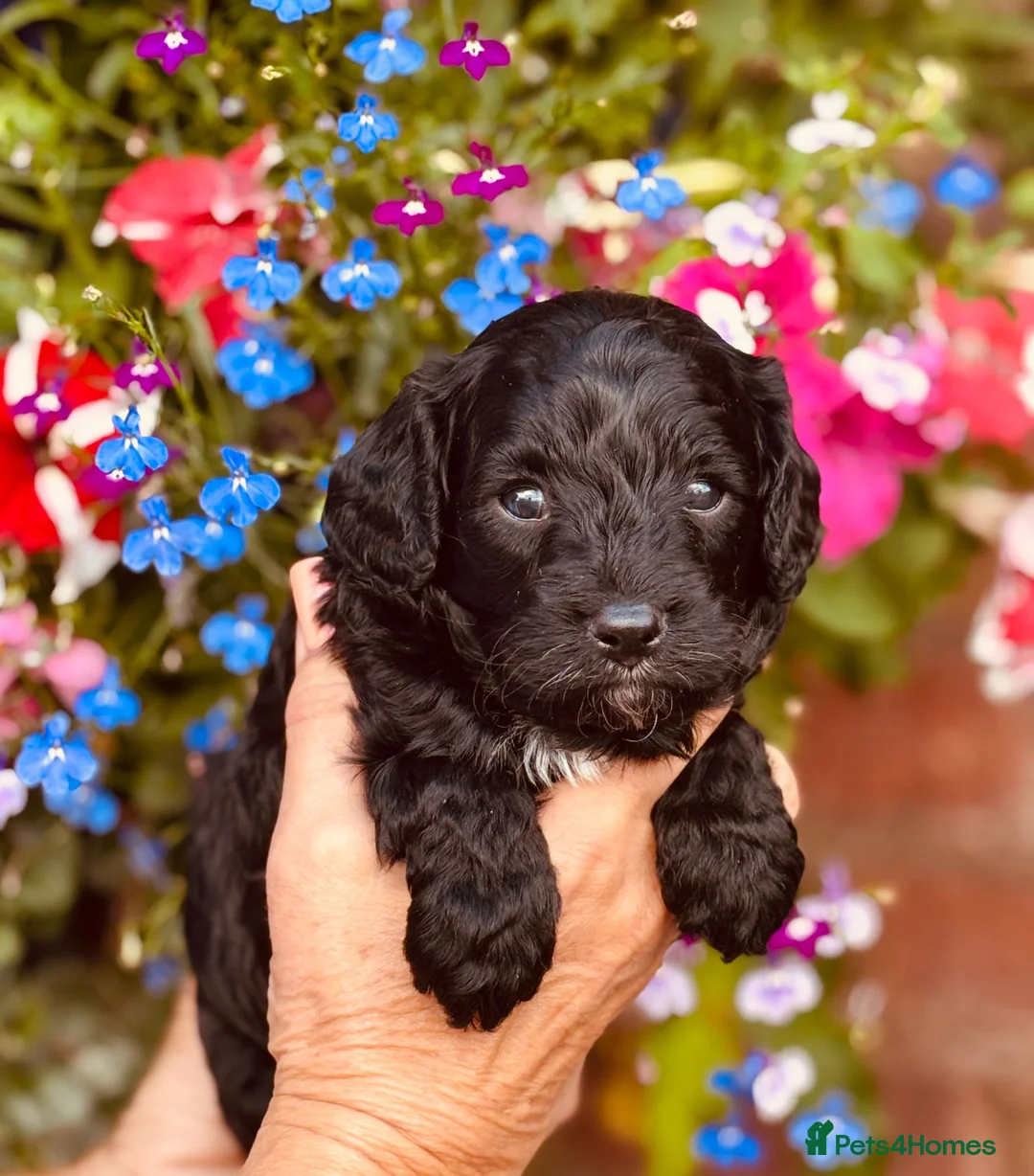 Cavapoo dogs for sale: Stunning F1 Cavapoo boys, KC parents - Advert 2