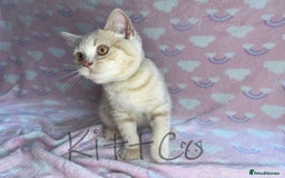British Shorthair cats for sale: LAST 2 GCCF BSH Kittens – Ready NOW!! in Slough - Image 8