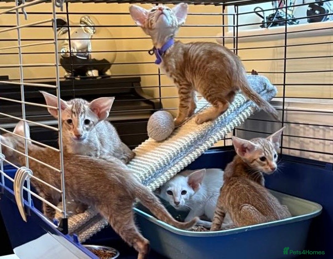 Oriental cats for sale: GCCF Oriental - Image 21