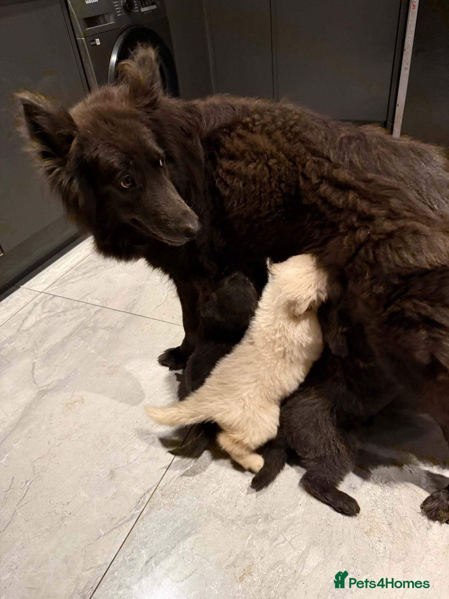 German Shepherd dogs Stunning pedigree German shepherd puppies  - Advert 2