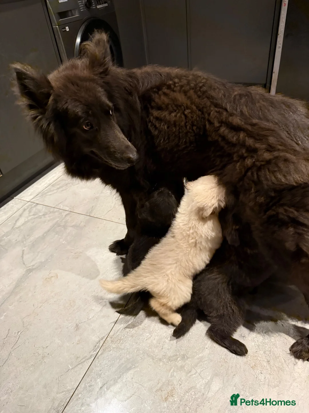 German Shepherd dogs for sale: Stunning pedigree German shepherd puppies  - Advert 2