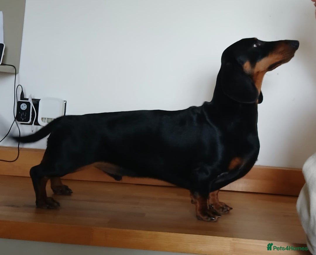 Dachshund dogs for stud: Standard Smooth for Stud - Advert 1