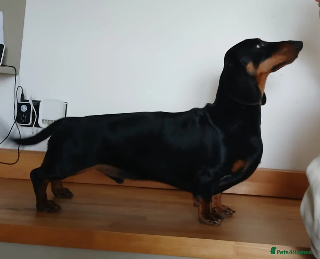 Dachshund dogs for stud: Standard Smooth for Stud - Advert 1