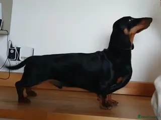 Dachshund dogs Standard Smooth for Stud - Advert 10