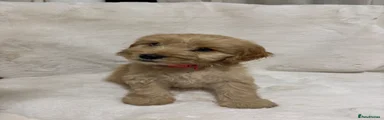 Cockapoo 3