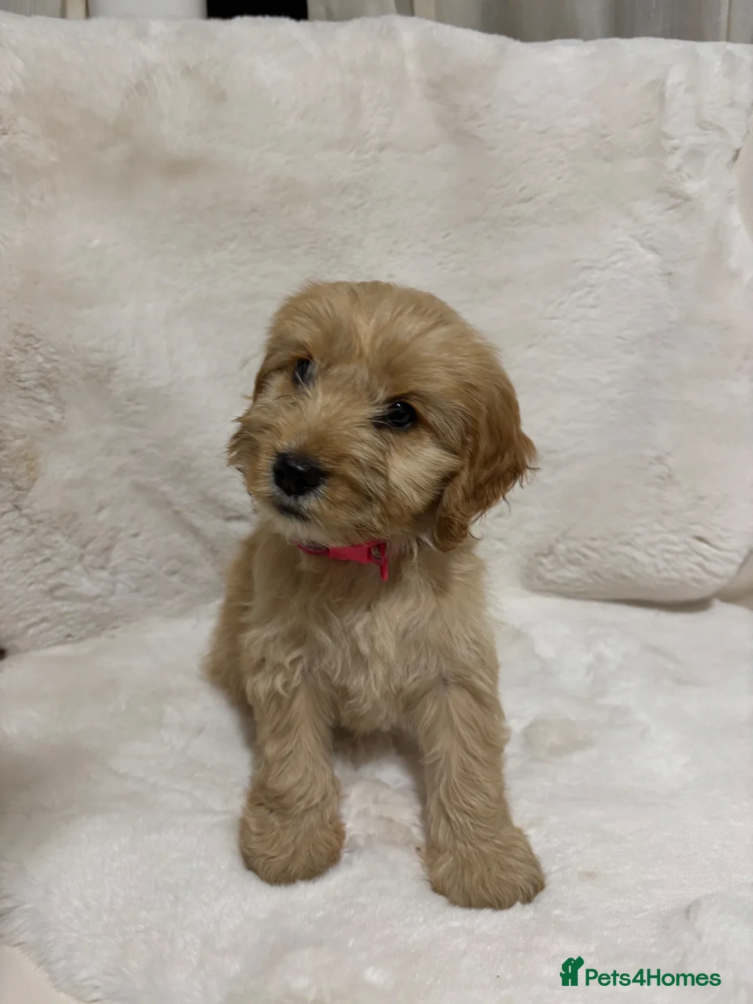 Cockapoo dogs for sale: F1 Golden cockapoo puppies  - Advert 2