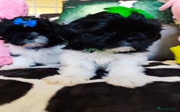 Shih Tzu dogs for sale: Shih Tzu puppies 1 boy available Redy Now!!! - Image 22