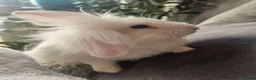 Lionhead rabbits for sale: Female Lionhead Rabbit 10 weeks old - Advert 2