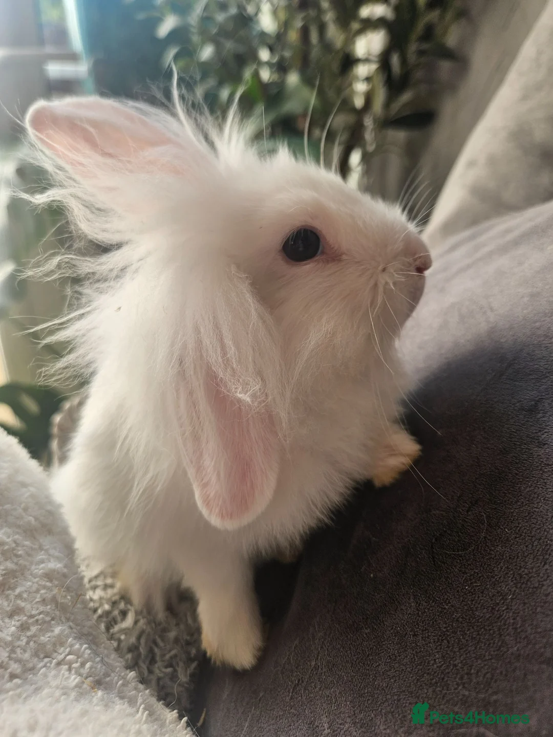 Lionhead rabbits for sale: Female Lionhead Rabbit 10 weeks old - Advert 2