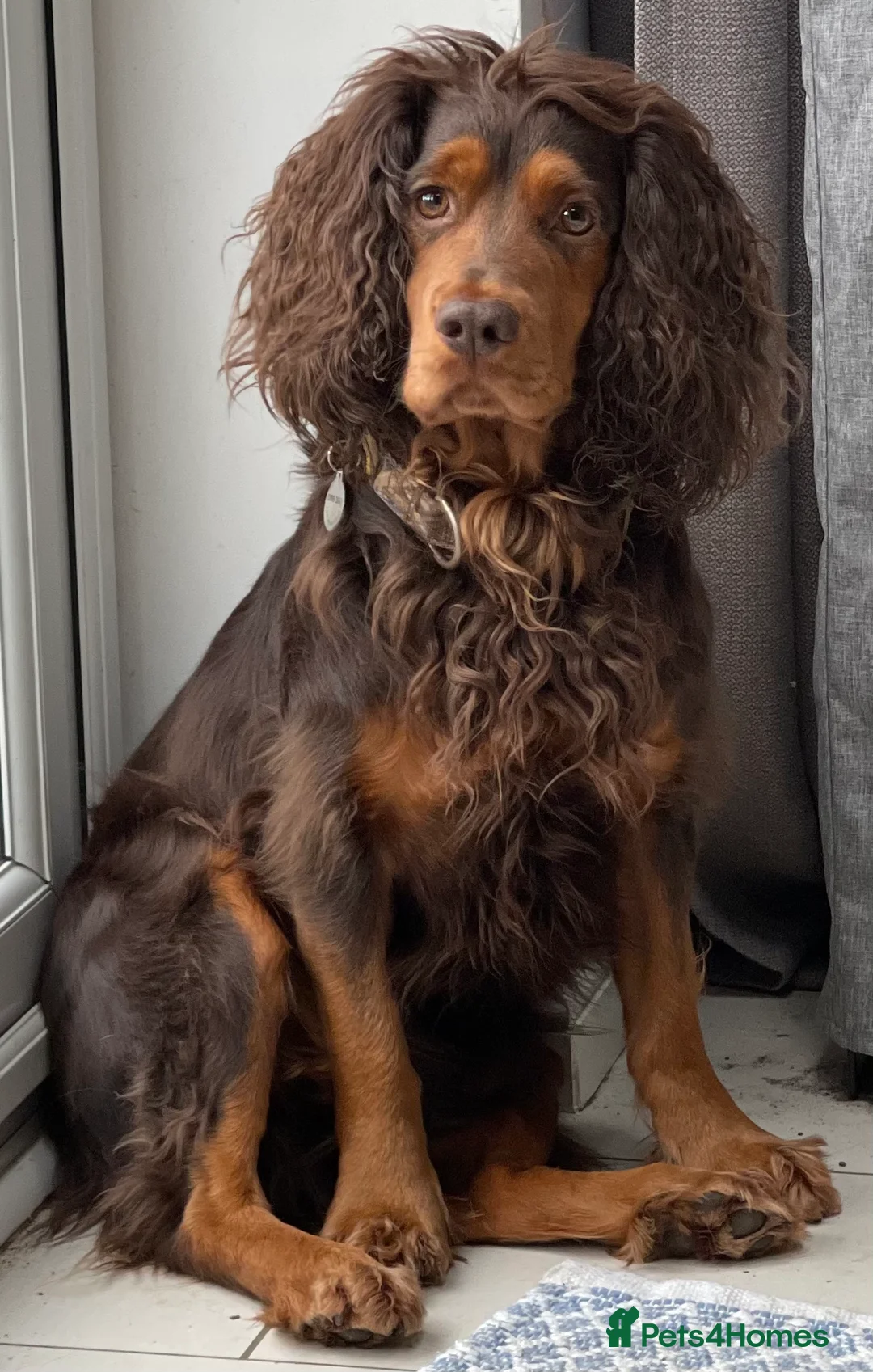 Cocker Spaniel dogs for stud: Choc & tan health tested working cocker in Doncaster - Advert 10