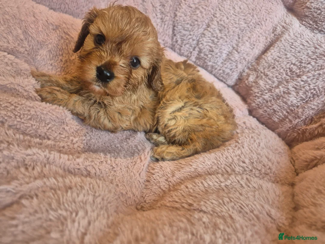 Cavapoo dogs for sale: Gorgeous cavapoo puppies in Leatherhead - Advert 17