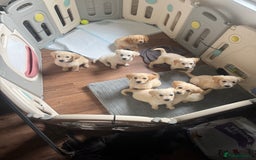 Golden Retriever dogs for sale: Beautiful April Fools Day Golden Retriever Puppies - Image 11