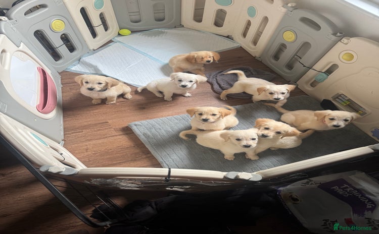 Golden Retriever dogs - Advert 4