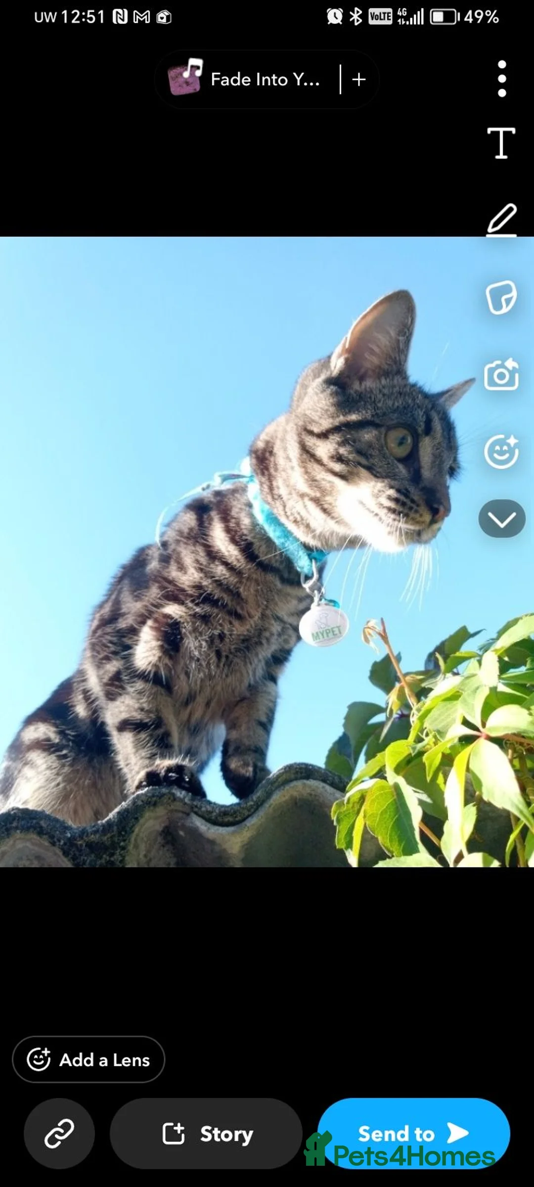 Mixed Breed cats for sale: Dougie the tabby  in Leicester - Advert 3