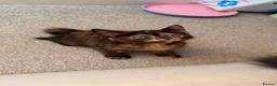 British Shorthair cats for sale: 3 Gorgeous Tortoiseshell Girls for forever home.  in Witney - Advert 13