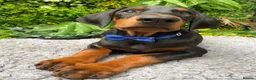 Dobermann dogs for sale: *KC REGISTERED* HEALTH TESTED DOBERMAN PUPPIES - Advert 10