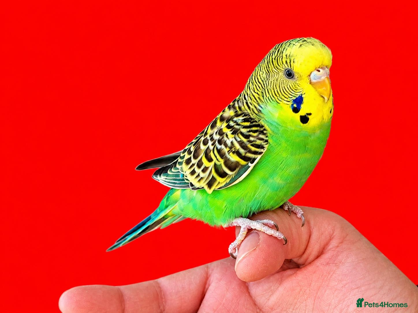 Budgerigars birds for sale: Super silly hand tamed baby budgies  - Advert 11