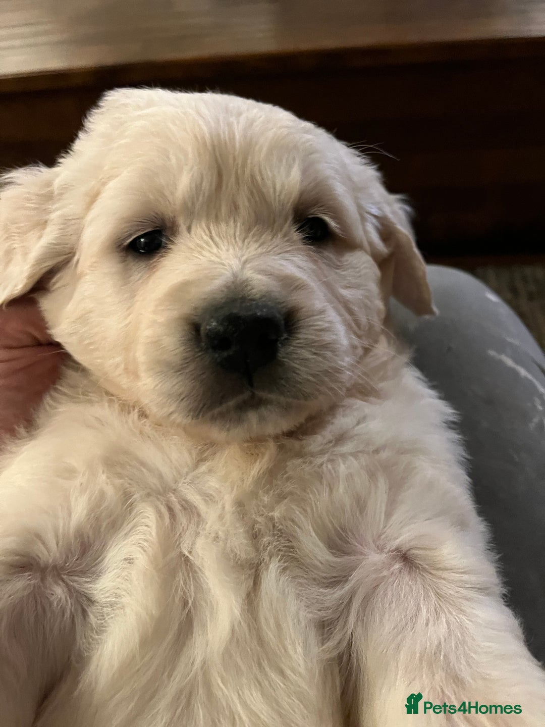 Golden Retriever dogs for sale: KC registered Golden Retriever puppies  - Advert 8