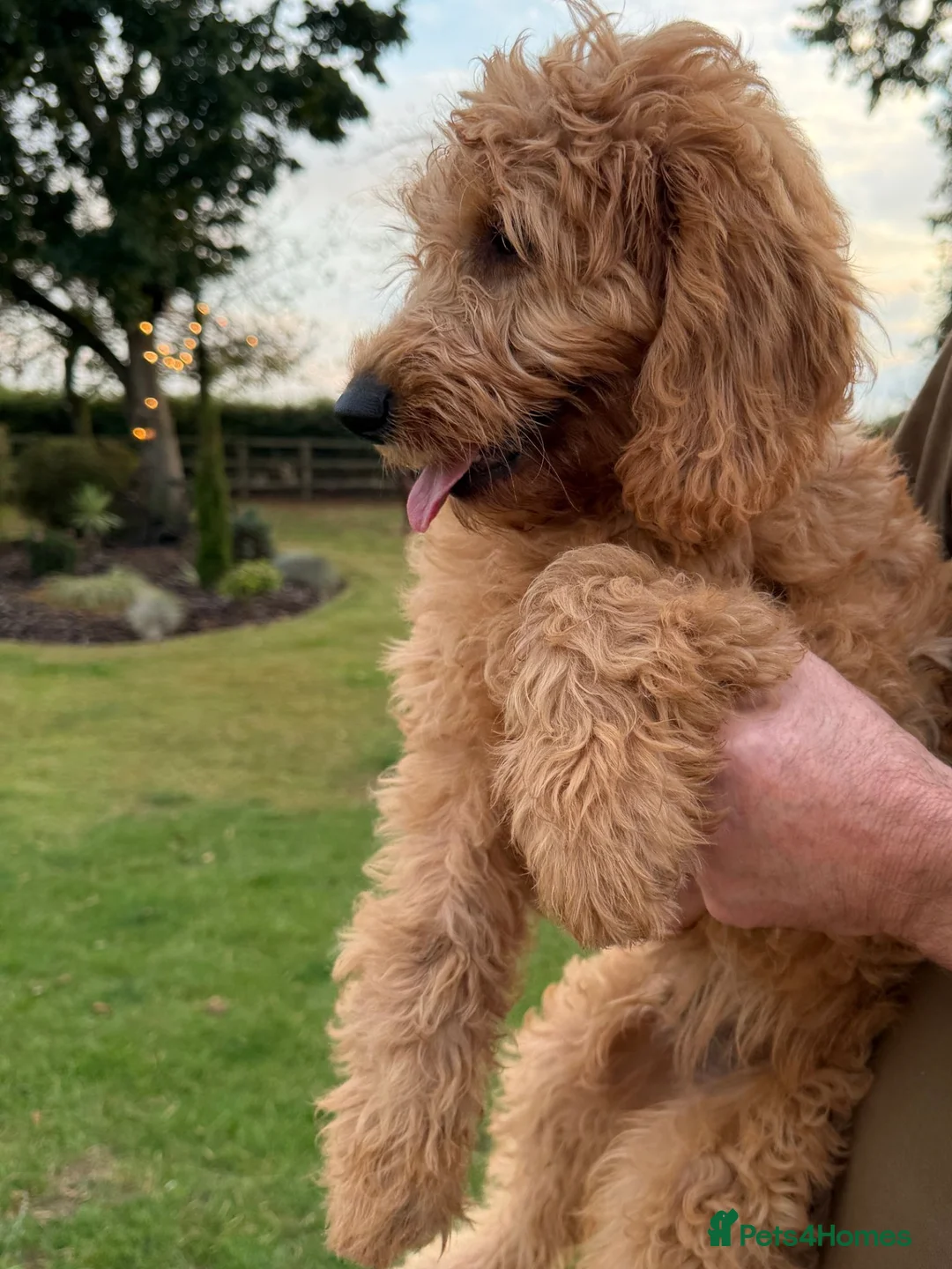 Mini Goldendoodle dogs for sale: READY TO LEAVE - 5* BREEDER & POLICE DOG TRAINER  in Lincoln - Advert 2