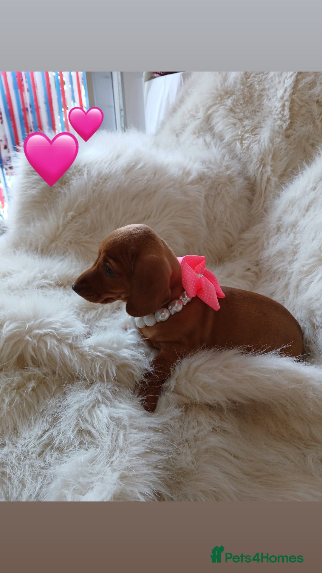Dachshund dogs for sale: 4 beautiful puppies for sale  - Image 2