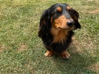 Dachshund dogs Frankie the long haired minature dachshund - Advert 1