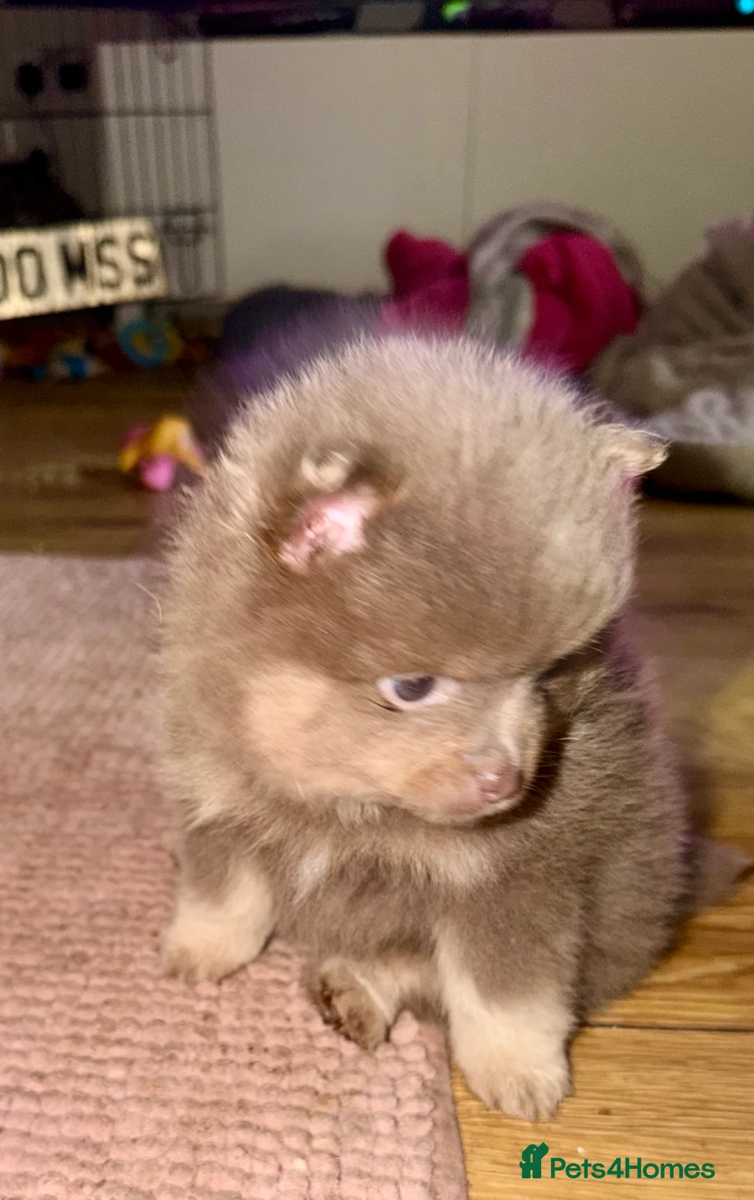 Pomeranian dogs for sale: Stunning fluffy Pomeranian pups lilac and tan  - Advert 9