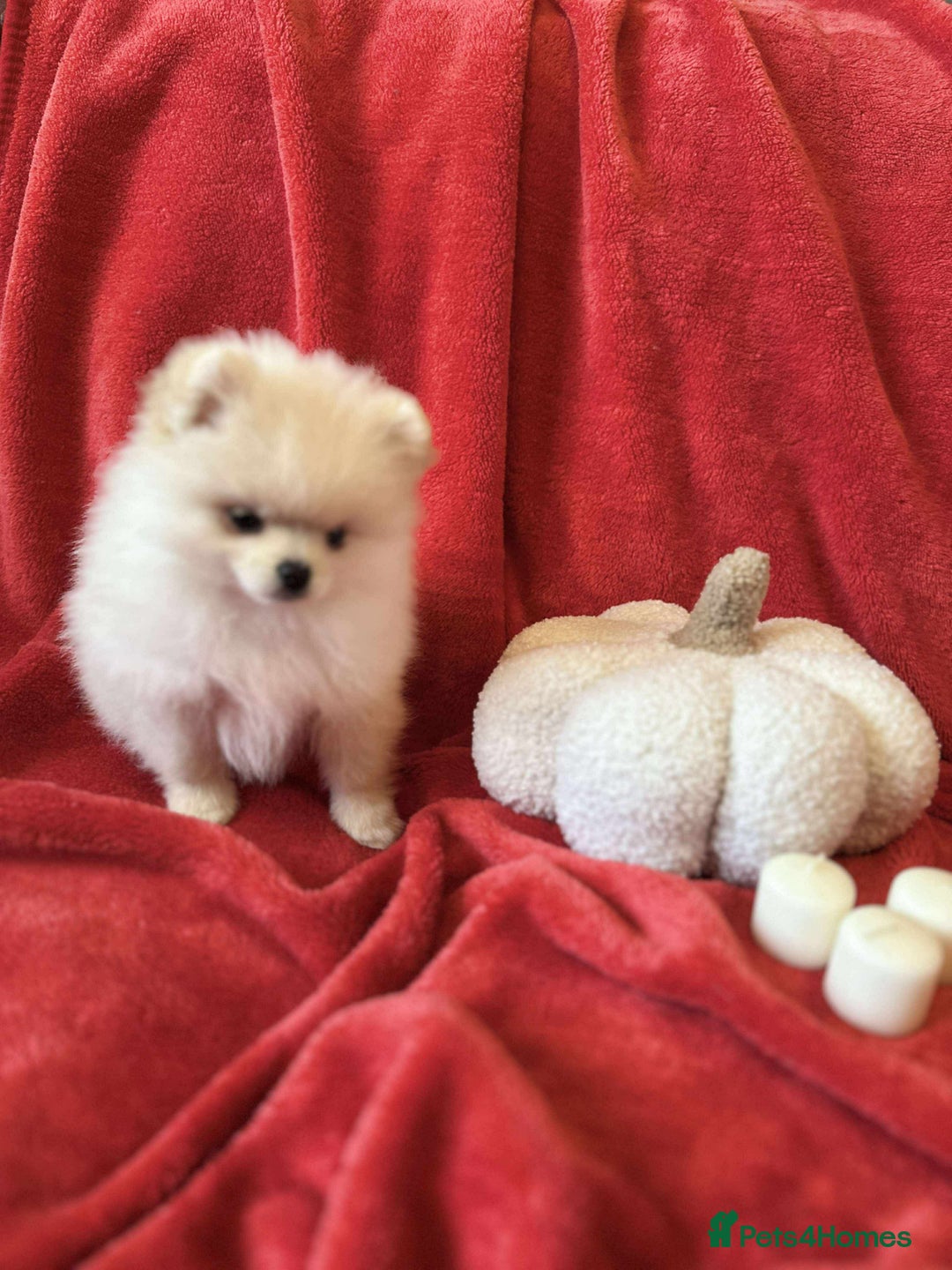Pomeranian dogs for sale: Stunning KC reg Pomeranians  - Image 25