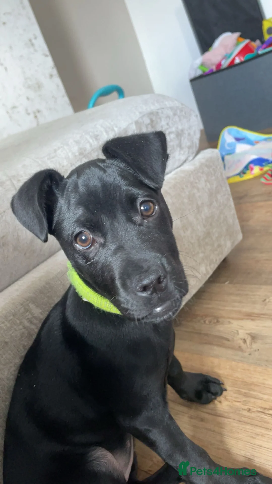 Mixed Breed dogs for sale: Mastiff / Frenchie X patterdale terrier  in Leicester - Advert 2
