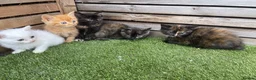Mixed Breed cats for sale: 5 beautiful kittens - ready to leave now  - Advert 1