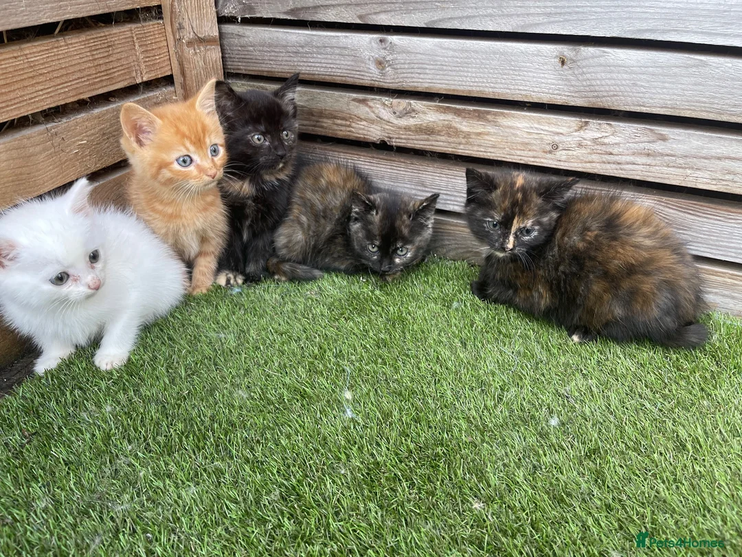 Mixed Breed cats for sale: 5 beautiful kittens - ready to leave now  - Advert 1