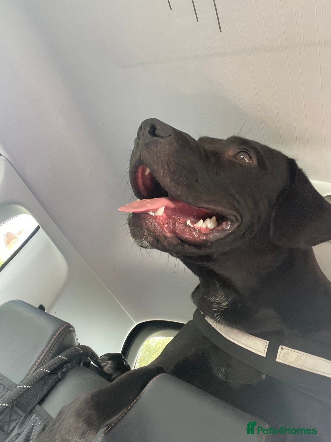 Mixed Breed dogs for sale: Beautiful lab/staffy male  - Image 2