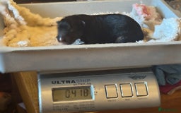 German Shepherd dogs for sale: Medium/long haired German shepherd puppies  - Image 25