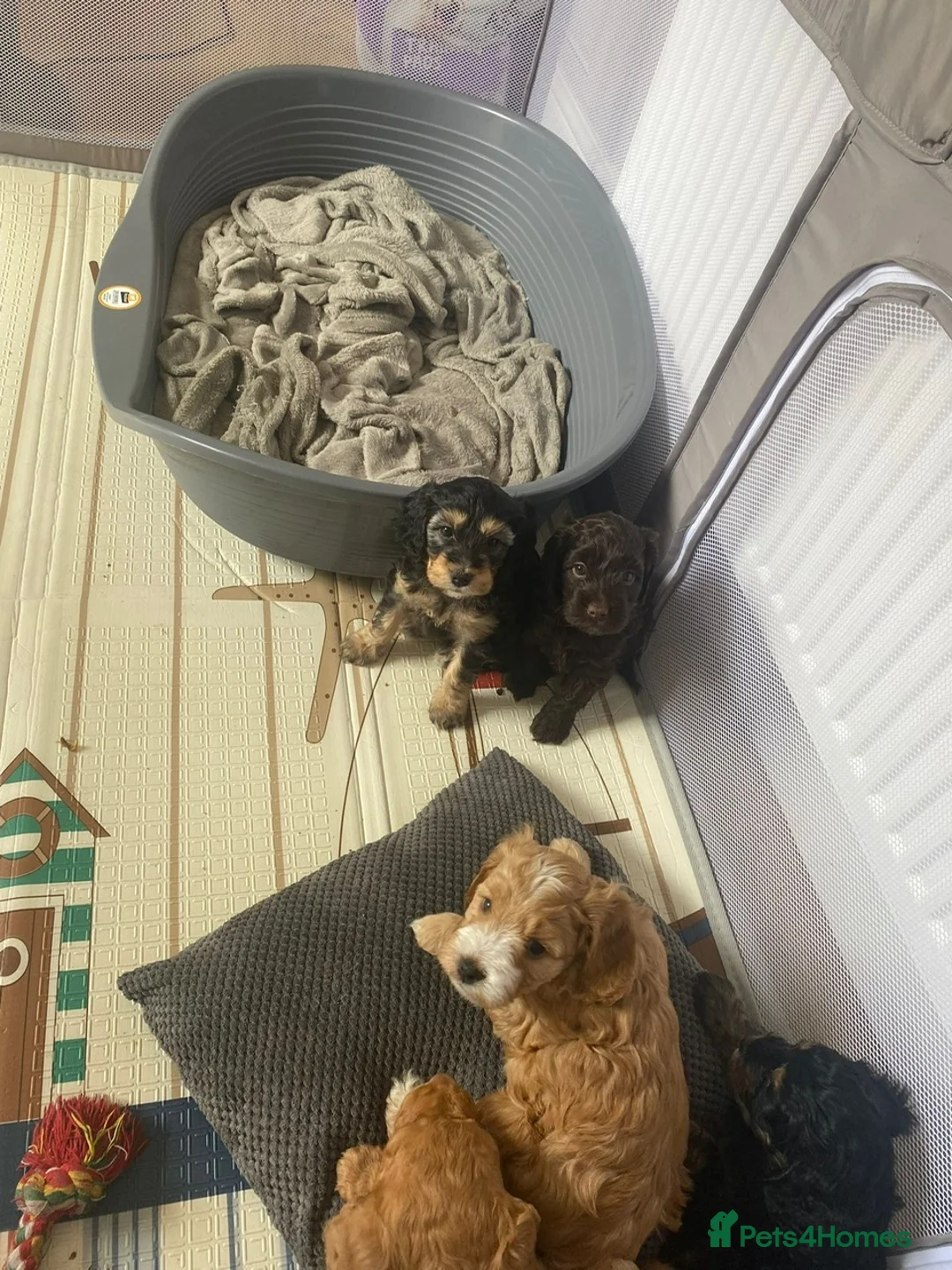 Cockapoo dogs for stud: DNA tested F1 Cockapoo stud  in London - Advert 8