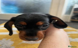 Mixed Breed dogs for sale: Docker Puppies For Sale🐶 - Image 4