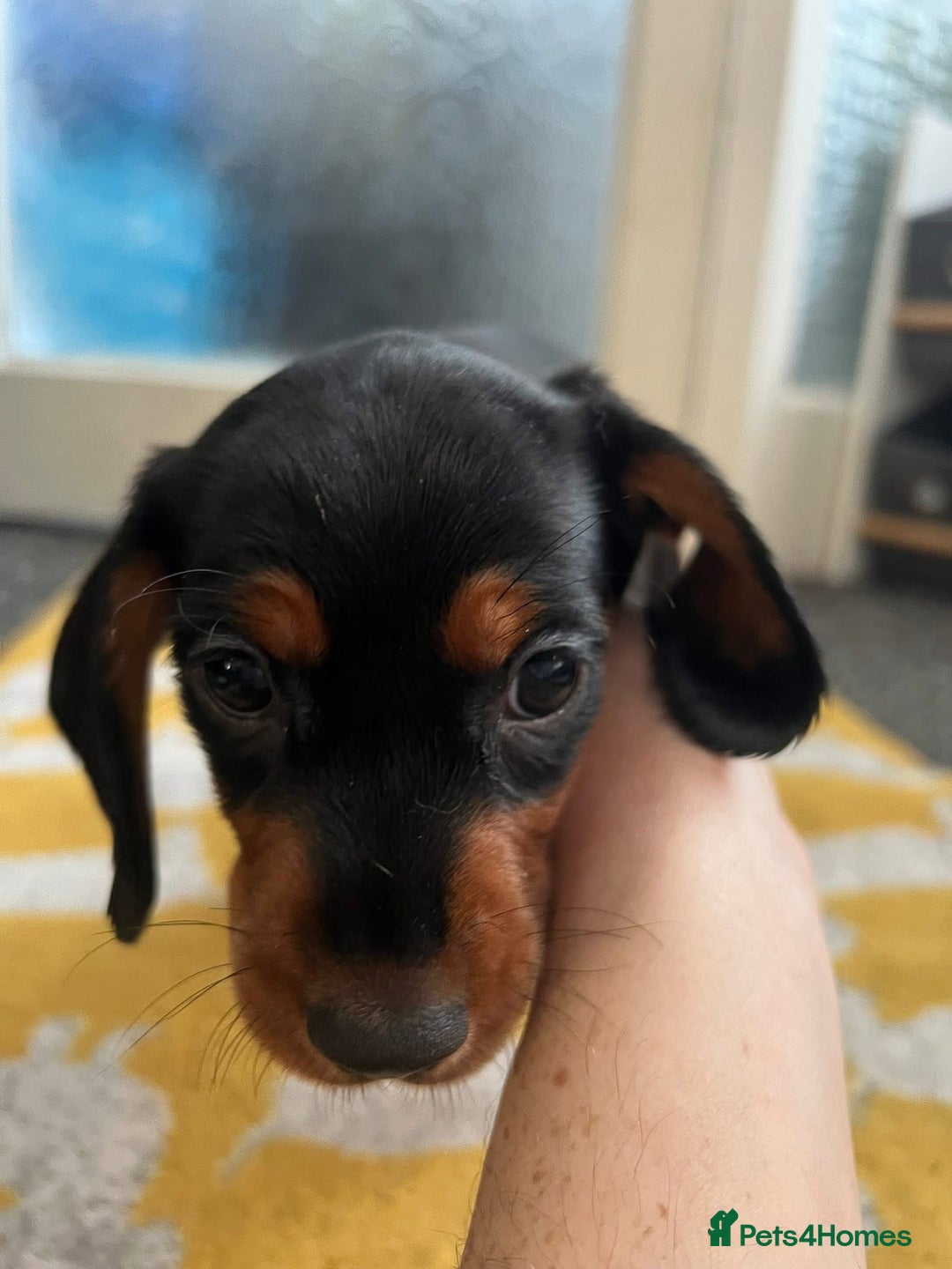 Mixed Breed dogs for sale: Docker Puppies For Sale🐶 - Image 4