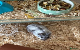 Hamster rodents for sale: Dwarf hamster - Image 3